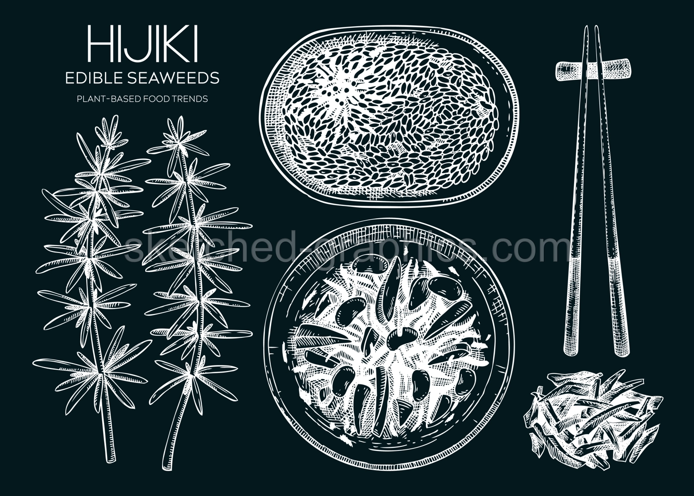 Hand-drawn hijiki sketches set. Sea vegetable drawings. Sea kale on chalkboard. Edible seaweed vector food illustration. Japanese cuisine dishes collection. Heathy eating ingredients  Illustration